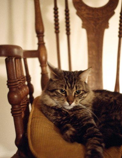 Cat on chair