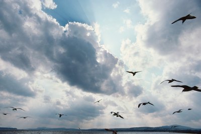 A feather tattoo design can also metaphorically symbolize flight in a number of contexts.