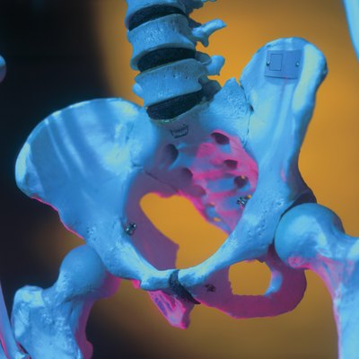 Pelvis