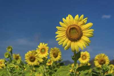 Sunflower field