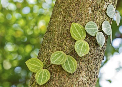 Creepers, Vines and Lianas