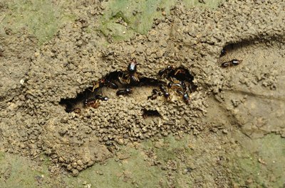 chimps eat termites as well