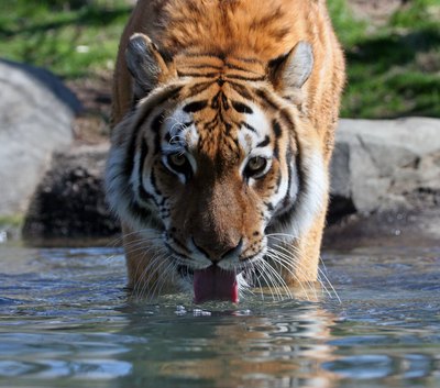 tiger lapping up water