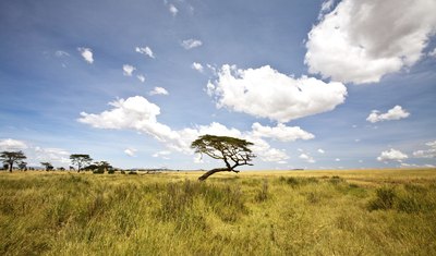 Grasslands in Eastern Africa.