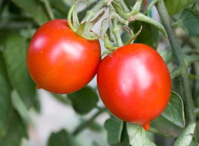 A close-up of two Amish paste tomatoes on the vine.