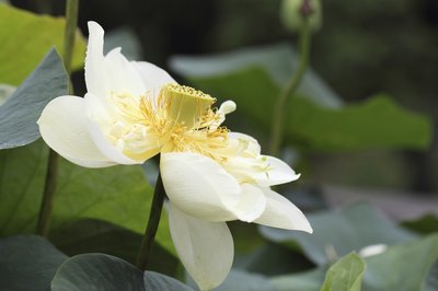 Waterlily on a lake