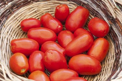 A basket of freshly picked San Marzanos tomatoes.