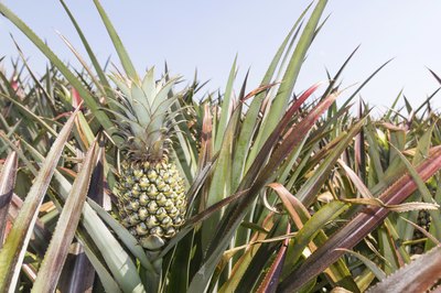 pineapple plant
