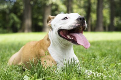 Once your dog has recovered, they may still transmit parvo in their fecal matter for 21 days.