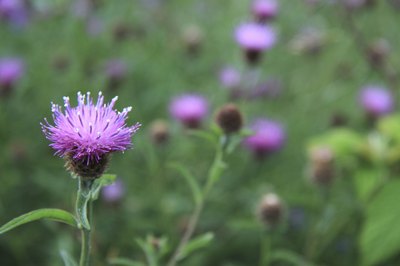 Make sure tea is caffein free such as milk thistle