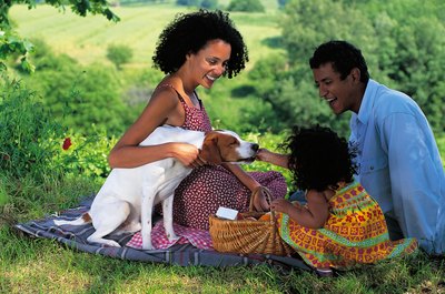 Dosage will depend on your dogs weight.