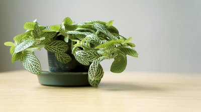 House plants naturally form cyanide.