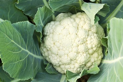 Close-up of cauliflower head.