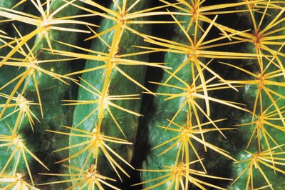 Close up of cactus