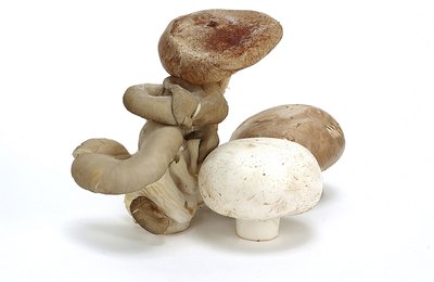 Mushrooms may be poisonous.
