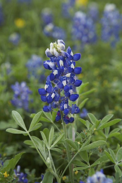 texas blue bonnet