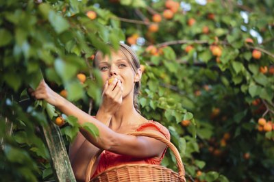 Woman harvesting apricots off of trees.