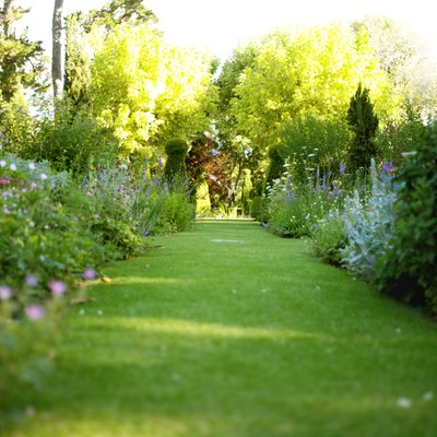 Plants in garden.