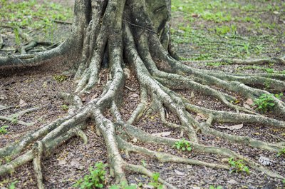 Tree roots reach across the surface of a yard.