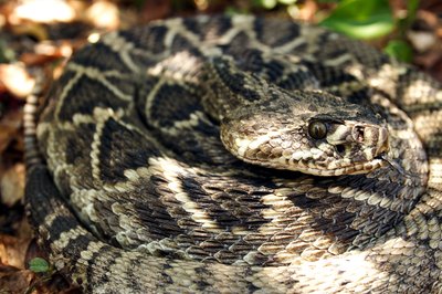 large diamondback snake
