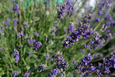Rosemary flowers