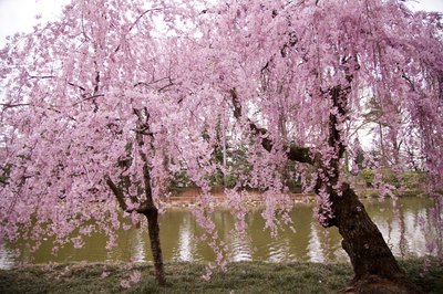 cherry tree zone 9b japanese cherry tree facts with pictures ehow cherry tree zone 9b japanese cherry tree facts with pictures ehow