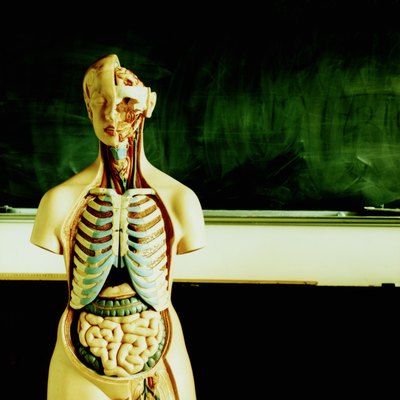 Anatomical Model of the Human Body