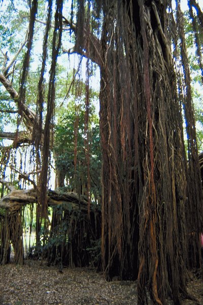 Shade Trees