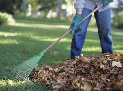 man raking decaying leaves