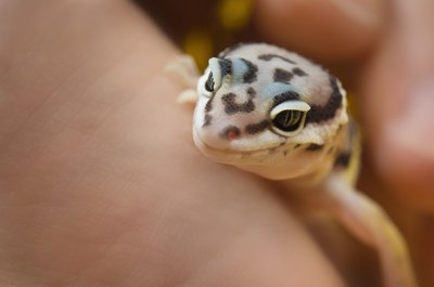 Close-up of gecko in someone's hands.