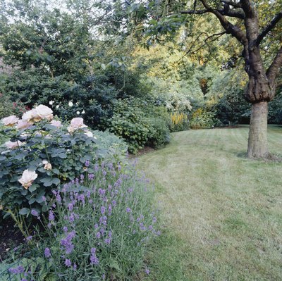 Native Trees and Shrubs