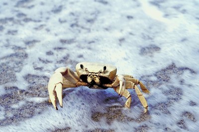 Crab