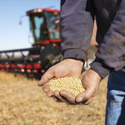 Farmer with handful of soybeans