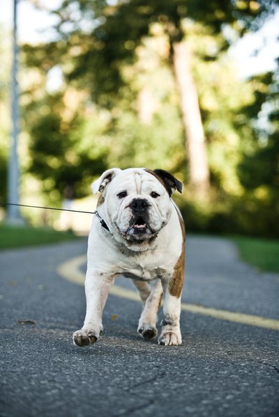 This bulldog and pit bulls are two distinct breeds.