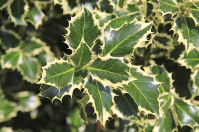 The jagged leaves of a holly bush.