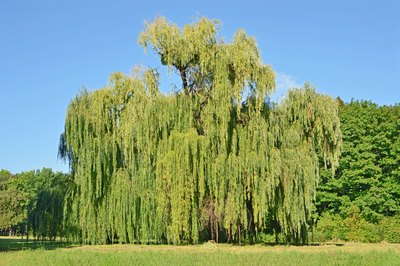 Large weeping willow tree.