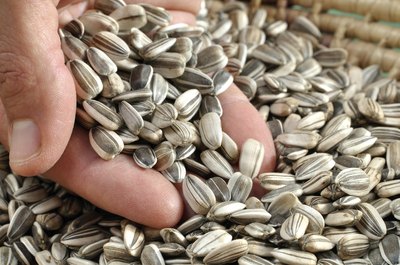 Hand grabbing sunflower seeds