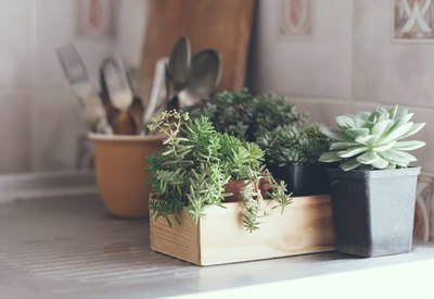 Succulents in a wooden box and old utensils in a terracotta pot.