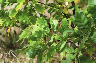 Oak leaves close up.