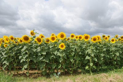 A field of sunflower plants.
