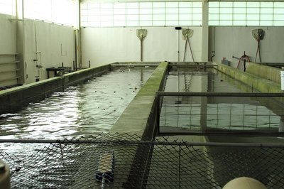 Raceway in trout nursery