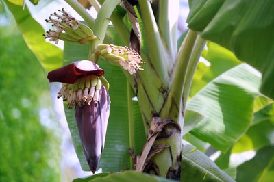 Banana tree.