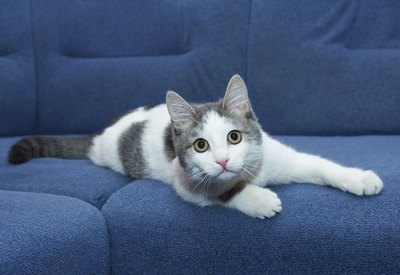 Convenia is available exclusively by veterinary prescription.