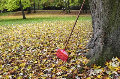 Leaf rake leaning against tree over pile of leaves.