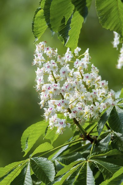 A close-up of the white and pink flowers of a candle.