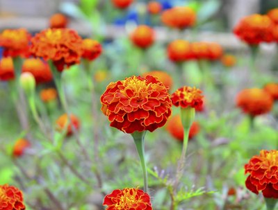 Field of marigolds
