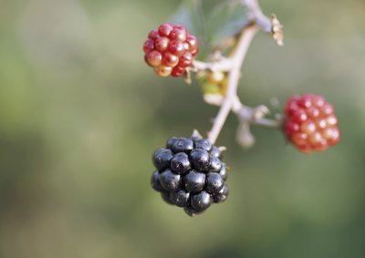 A close-up of wild blackberries.