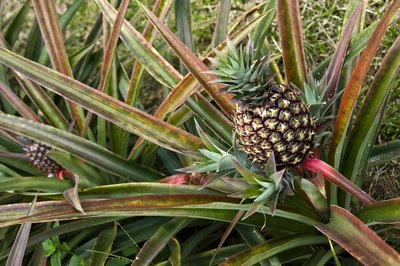 pineapples are just one of the many fruits of the rainforest