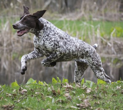 A German shorthaired pointer runs in a park.