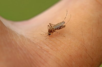 Mosquito bites are more likely to be on all parts of your body.